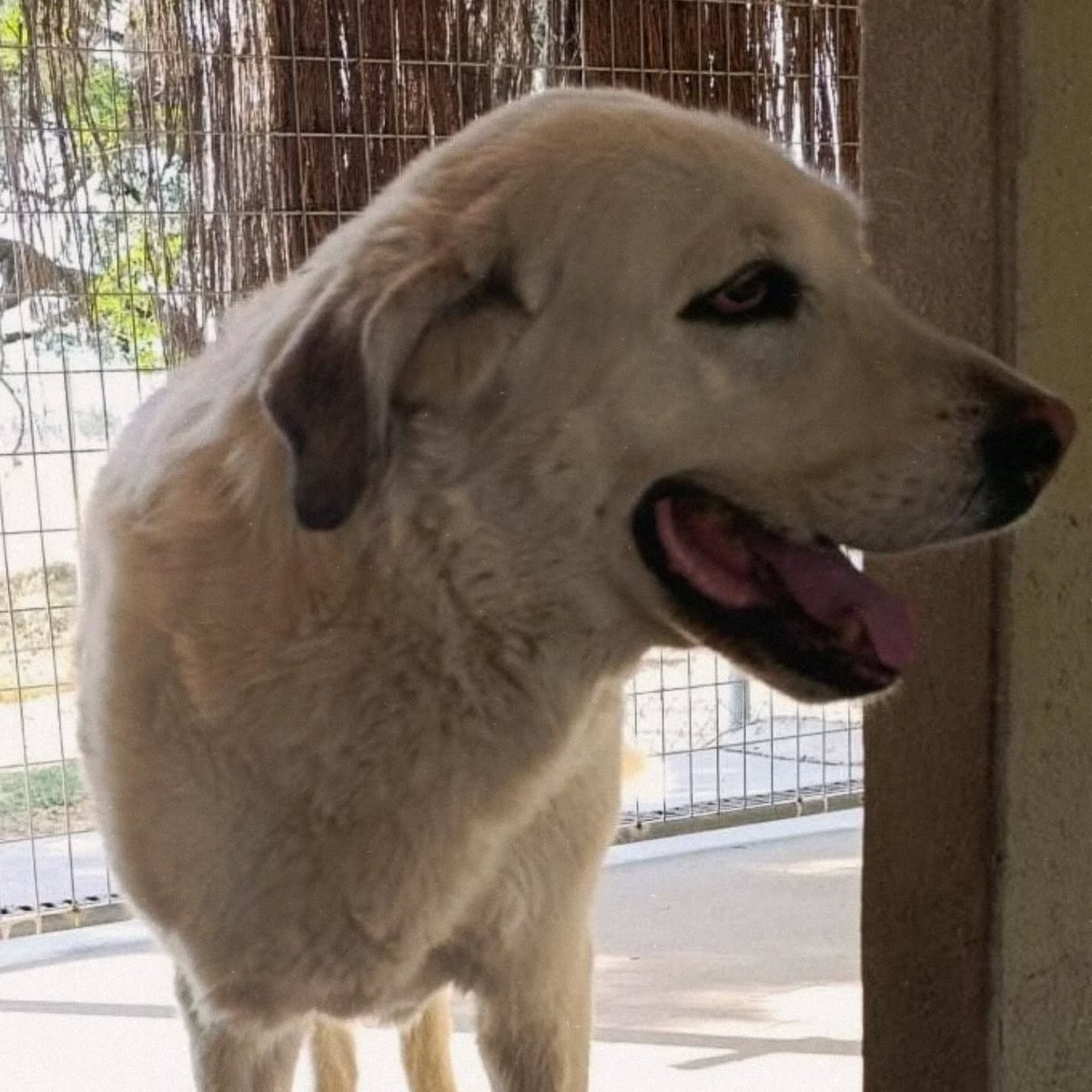SosAbuelos1's tweet photo. #CÁCERES
#VENUS es una preciosidad que tristemente un día lo perdió todo

Buena, cariñosa, sociable con perros, niños, gatos... ¡Una maravilla!

Es una pena que un ser tan excepcional esté desperdiciando su vida sin una familia.

Puede viajar

Contacto: WhatsApp 624 703 605 https://t.co/dVutV8UOTk