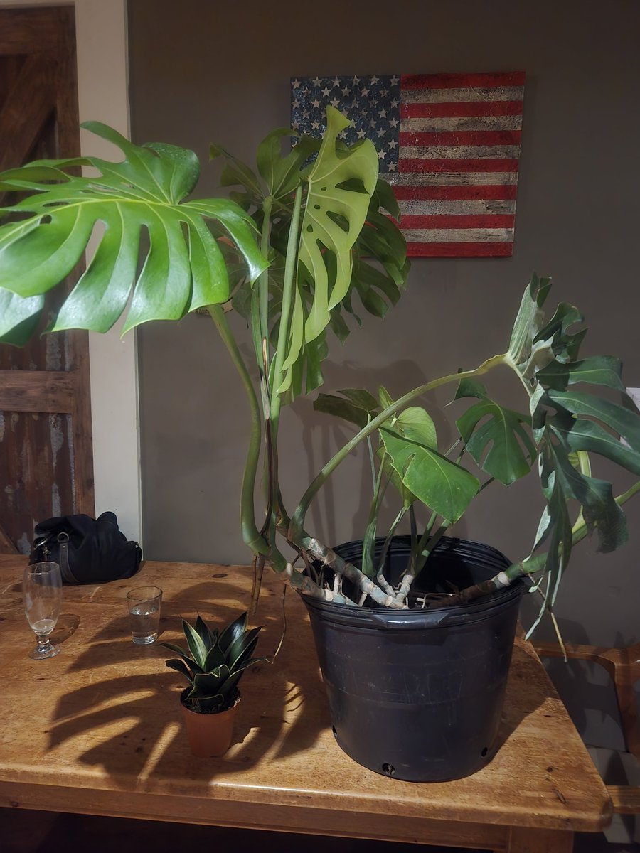 greent0fu's tweet photo. I love plant bingo https://t.co/w5rR3Woqew