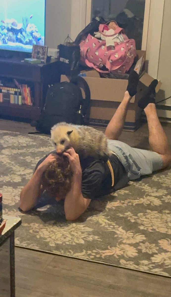 Ginger__Paws's tweet photo. Top 10 vicious opossum attacks https://t.co/92zWaqH2bp