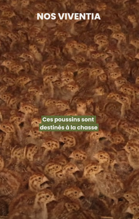 ChasseAbolition's tweet photo. Des millions de perdrix naissent chaque année dans des #élevages français destinés spécifiquement à la #chasse.
Une fois adultes, ces oiseaux sont lâchés dans la nature pour servir de cibles.

https://t.co/HFdL0jReVD

C'est ça qu'ils appellent la #régulation les sadiques. https://t.co/5vbuicCnqF