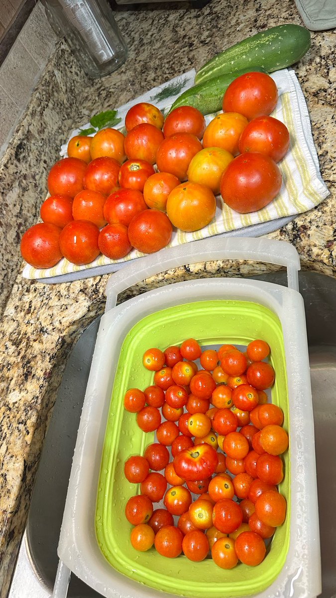 SharonH79111's tweet photo. God’s bounty - several batches of marinara have been made and some frozen and this year we grew tomatillos so I made salsa Verda  🙌🏻 we learned a lot thru trial/error and @YouTube over the years with our backyard garden 🤣🙌🏻 https://t.co/n2uwBTxl0I