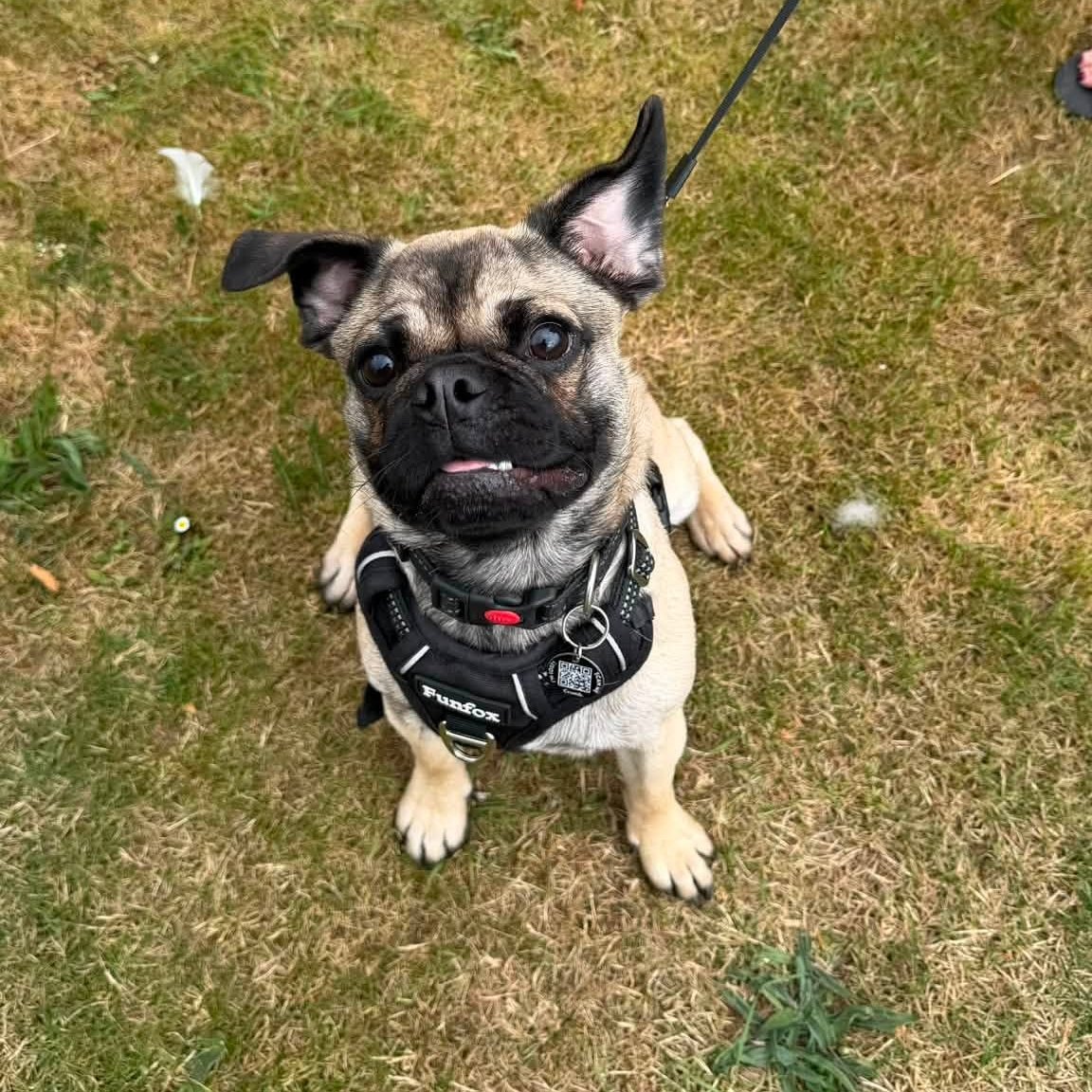 rescuedoggypaws's tweet photo. Tiny is a little boy up for rehoming and what a little tinker he is  only 7 months old and unfortunately Mum isn’t able to care for him with her health changes
He’s a mixed breed of crackers
Frenchie / Pug/ Chihuahua
https://t.co/GrznzwTcM2
#Nottinghamshire #Nottingham #mansfield https://t.co/0JfgZg1dJ6