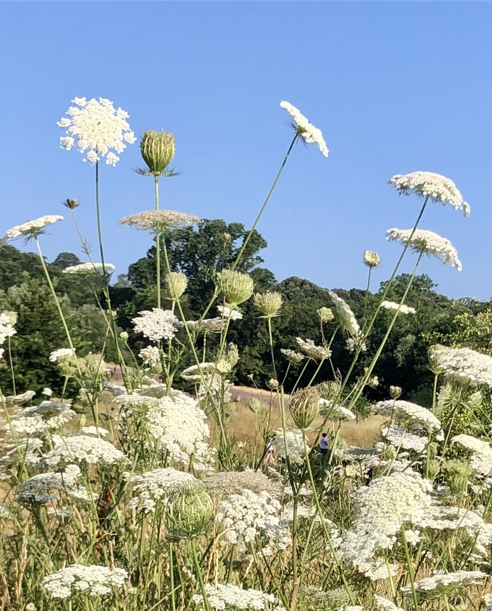 LissaKEvans's tweet photo. Wild carrot.  Masses of it on Hampstead Heath at the moment, looking fantastically sculptural.  I really love it - buds, flowers and seedheads on the same plant at the same time. https://t.co/As45xWeymi