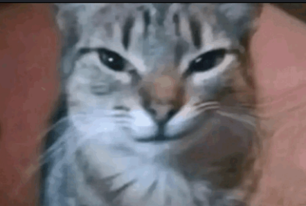 SMIRKCATOG's tweet photo. https://t.co/arkLhxDgLx