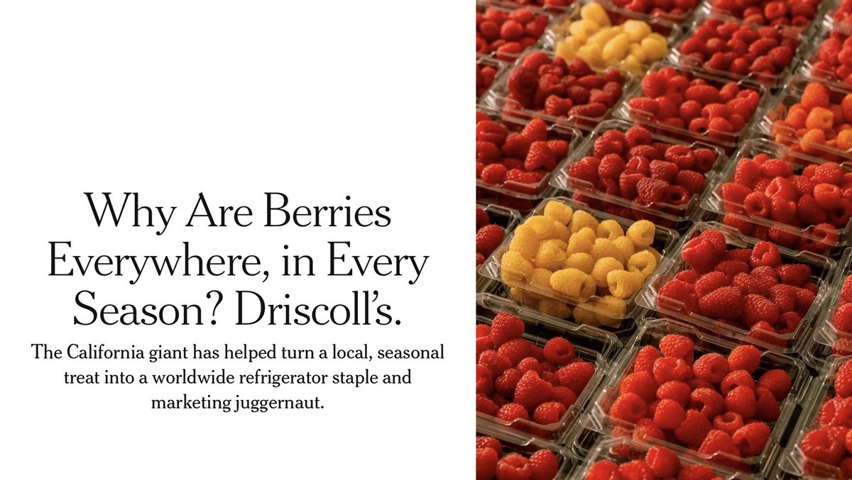 CarmelSunset's tweet photo. Thank you @nytimes  @juliamoskin for capturing Driscoll's never-ending quest for perfect berries that can be shared around the world.

🍓 Article Gift Link Below : 👇 

https://t.co/sB1H3hkzmZ https://t.co/IY4XxY53w2