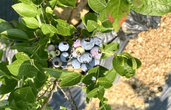 bidmon_denn's tweet photo. Just tried these wild blueberries – plump, juicy, and burst with natural sweetness! No added sugar needed, perfect for topping yogurt or eating straight. A must-have fruity pick this season. https://t.co/z4qLLBc1l4