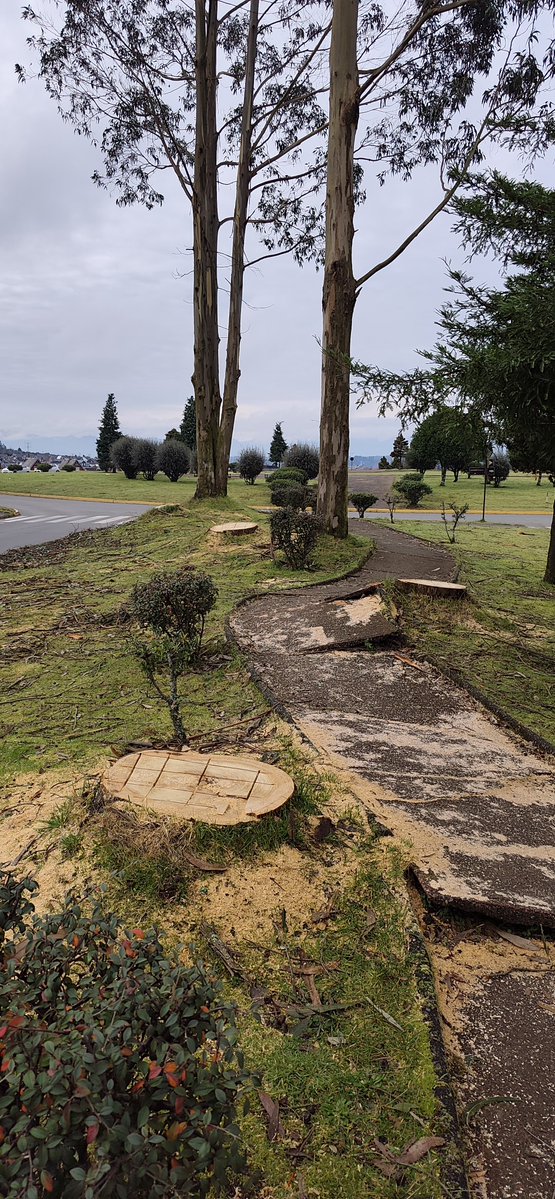 juvictor2010's tweet photo. Sr diputado 
@abernales , cómo vecino nativo de la #avenidaaustral #jardinaustral , babdejón central, frente a rotonda santa Isabel Quisiera denunciar una corta de eucalipto.  Originarios y plantados desde que habíamos aqui #puertomontt https://t.co/ZsshFjDYU7