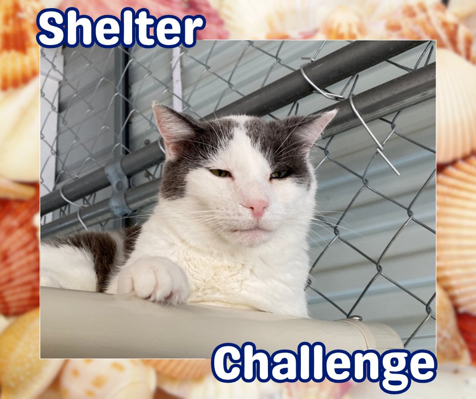 BlindCatRescue's tweet photo. Rays of Hope Shelter Challenge is here! 🐾 Vote for blind, FELV+, &amp; FIV+ cats—it's free &amp; quick! Daily votes help them win! 😺 🐾

🔗 VOTE: https://t.co/TUJ1hdzq1Y
📧 Need a reminder? Email: blindcat@blindcatrescue.com

Thank you so much for helping the kitties! 💙 https://t.co/cGzKtPOF72