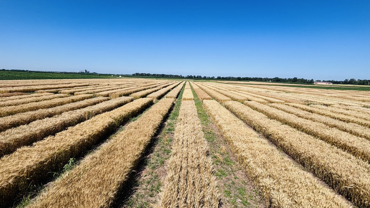 WheatInnovation's tweet photo. Breeder Seed production requires a serious efforts and #TeamWheat does its best #BrookingsSD location. #ThankYou everyone
@SDState
@wheatsd
👏 📷🌾❤️🤞 https://t.co/zR4LpWPjkO