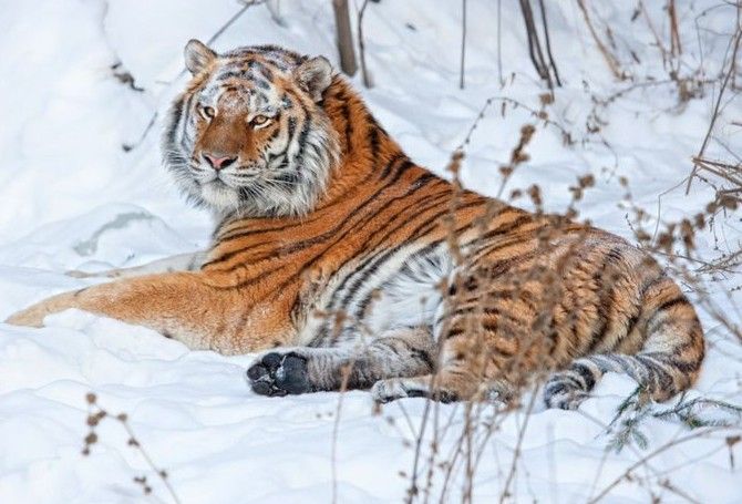 NatureAnimalw's tweet photo. https://t.co/MQ5zwddX07