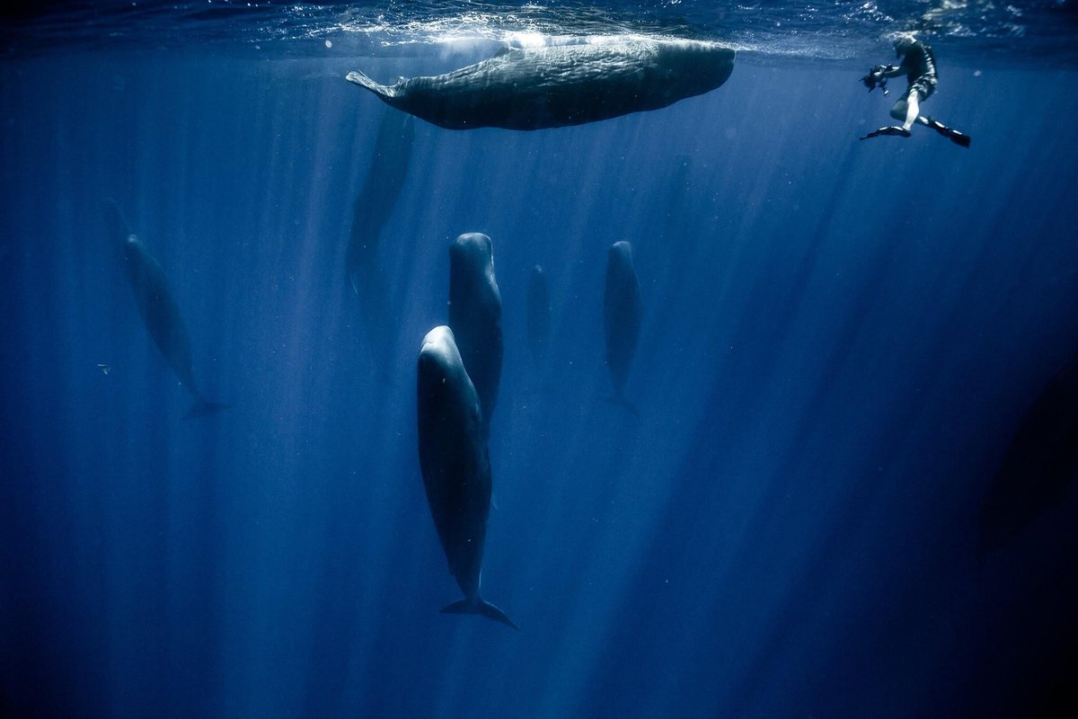 BioTay's tweet photo. 1/7 Evolución de los dialectos de cachalotes

Aunque se creía que los cachalotes del Mediterráneo pertenecían todos a un mismo clan, parece ser que poseen dos dialectos, uno del este y otro del oeste, y encajan con su historia

(paper) DOI 10.1098/rspb.2026.0165 https://t.co/0Hd6HYTvzZ