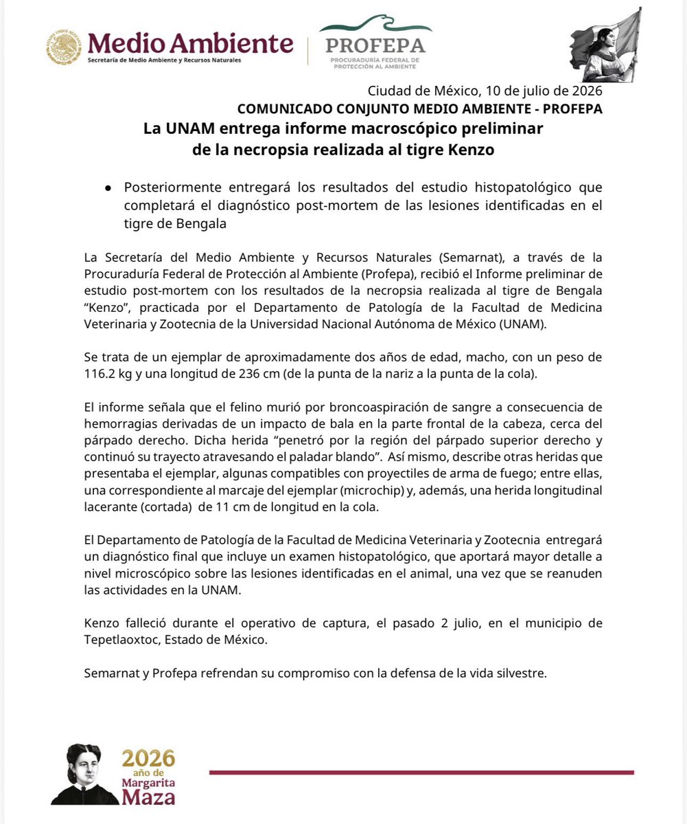 britoexplicito's tweet photo. El tigre Kenzo recibió varios balazos, incluido un disparo en la frente que causó su muerte 😠
Así lo indica la necropsia realizada por veterinarios de la UNAM 👇 https://t.co/2lfsSq6OCU