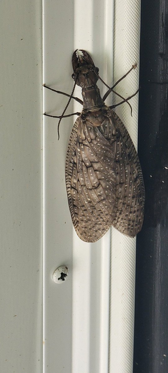 VG_ClipsThrwAcc's tweet photo. Gotta love a creepy bug beside your front door.
From head to tip of wings its the height of a soda can for scale https://t.co/fJzz3zRFoR