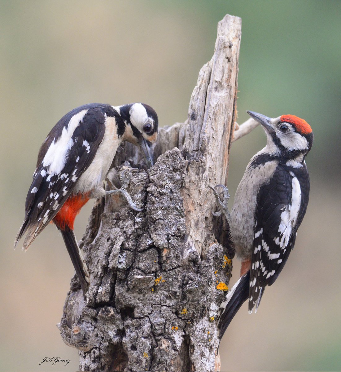 JoseAnt24756550's tweet photo. Mamá e hijo de pico picapinos (Dendrocopos major).#nikon #fotografia #aves #aranjuez https://t.co/f3f0HUFvfq