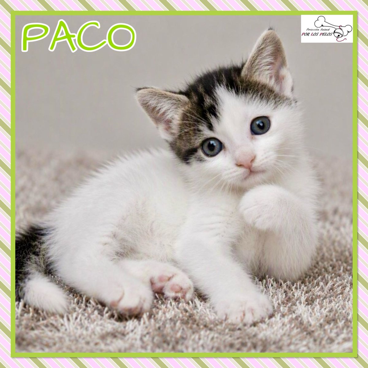 PerreraToledo's tweet photo. 🐱🐱🐱SANYA, PACO y NICA🐱🐱🐱Gatitxs de 1,5 meses buscan familia. Aparecieron en un contenedor dentro de una bolsa de plástico, fueron salvados de milagro. Si deseas adoptar, ponte en contacto! 👉 https://t.co/VxATXoTBox 👉 https://t.co/NfznLWzKZK 👉 https://t.co/rxJy5pIQSp https://t.co/h0g2ycQAm1