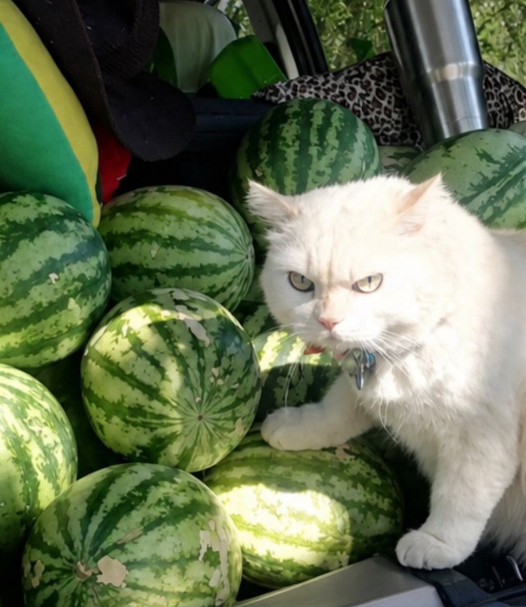 pico_hanae's tweet photo. 頼もしい警備猫🍉 https://t.co/IjOZbWQmgr