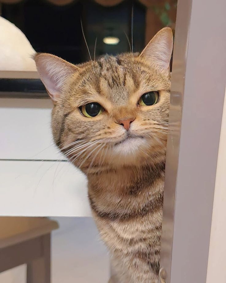 nekocatts's tweet photo. https://t.co/oTjrBxmPtt