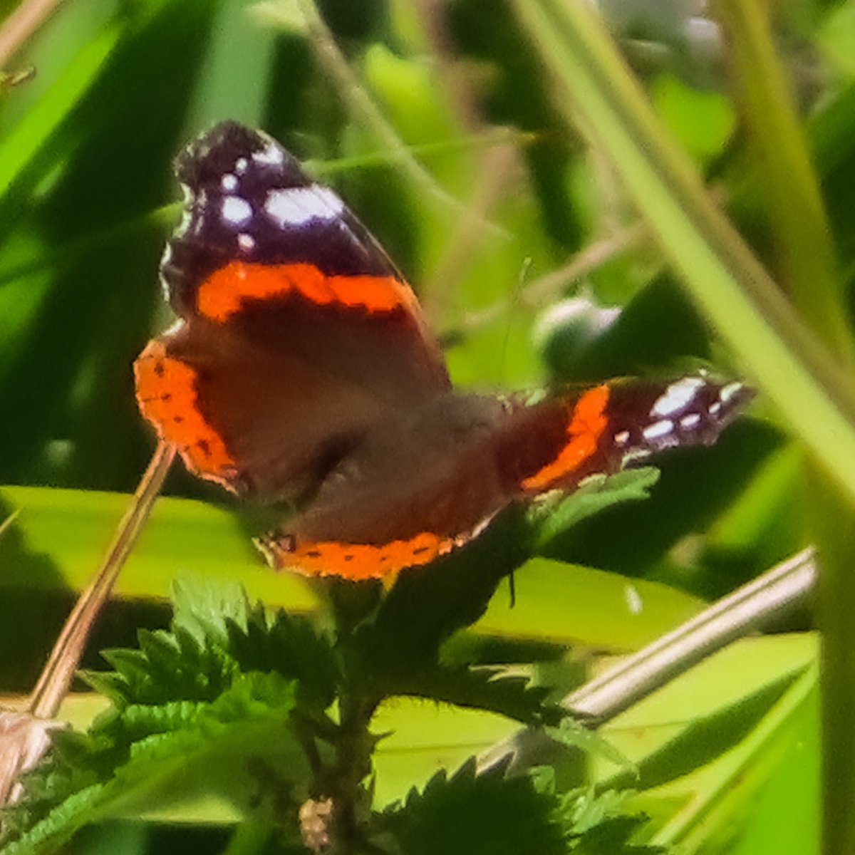 flowerbud13's tweet photo. 🦋Red admiral🦋 #butterflyphoto #butterflyphotography #nature #naturephotography #closeup #macro https://t.co/Heoz7BKxg9
