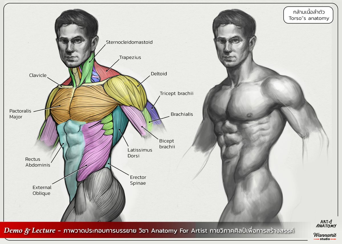 oldmanlux's tweet photo. Understanding the muscles changes how you render the whole torso https://t.co/LVZ6p0UCYA