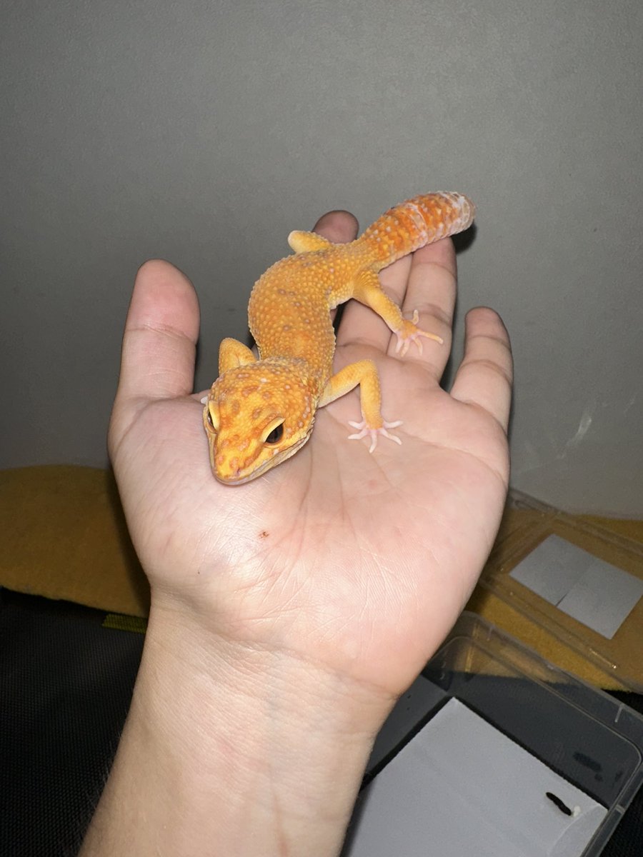 Snake_Gecko777's tweet photo. 東レプにて、
シンレプタイルズ（@SHN_reptiles ）さん
からコーンスネーク 
オケッティモトレースケールレス♀
Satisfactory （@SATISFACTO329 ）さん
からレオパードゲッコー
ブラッドマンダリンレインブルーアンバー♂
お迎えしてきました！
それぞれ特徴があってかわいい！
繁殖もしてみたい🐍🦎 https://t.co/8ahIsdT213