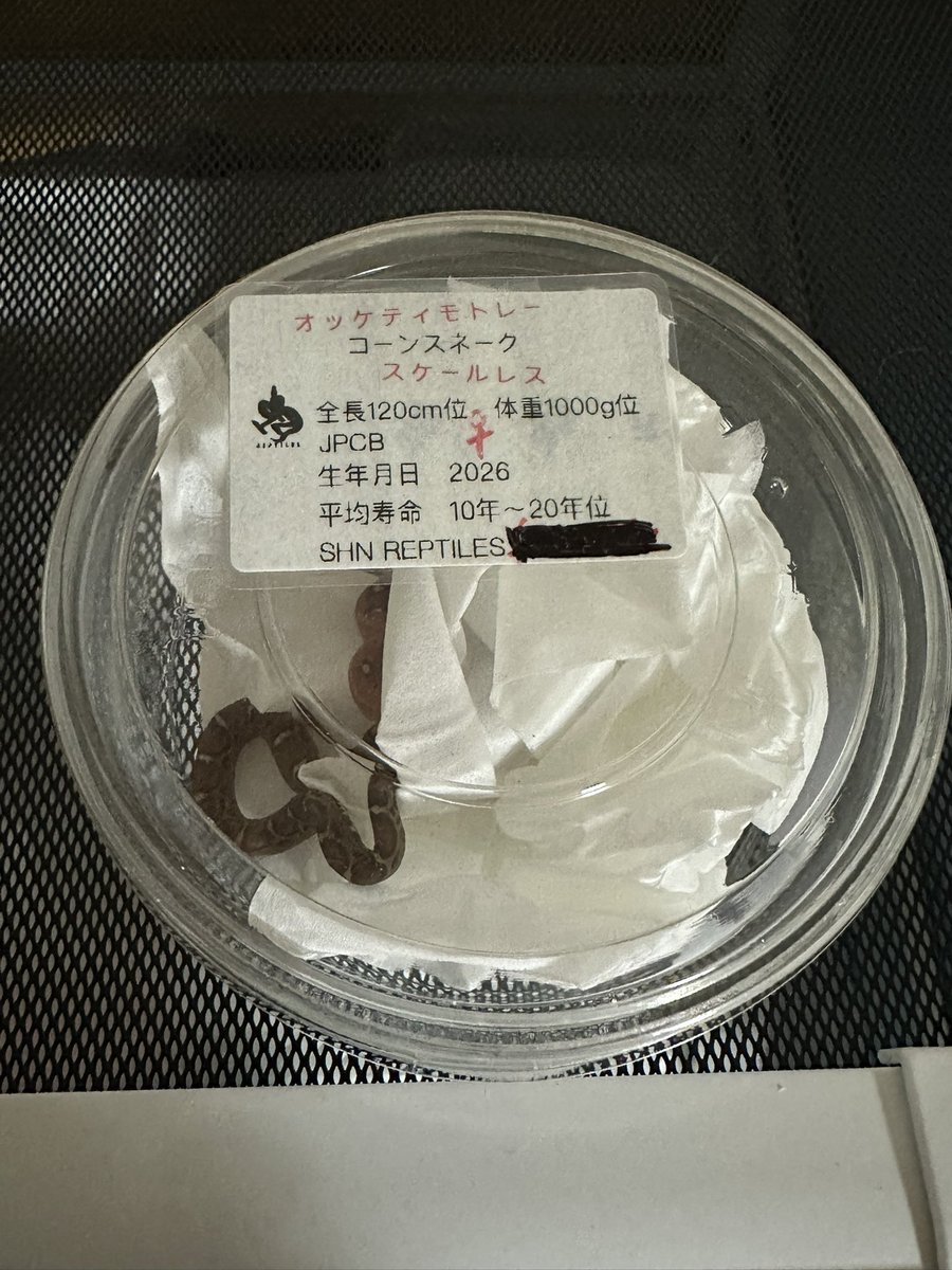 Snake_Gecko777's tweet photo. 東レプにて、
シンレプタイルズ（@SHN_reptiles ）さん
からコーンスネーク 
オケッティモトレースケールレス♀
Satisfactory （@SATISFACTO329 ）さん
からレオパードゲッコー
ブラッドマンダリンレインブルーアンバー♂
お迎えしてきました！
それぞれ特徴があってかわいい！
繁殖もしてみたい🐍🦎 https://t.co/8ahIsdT213