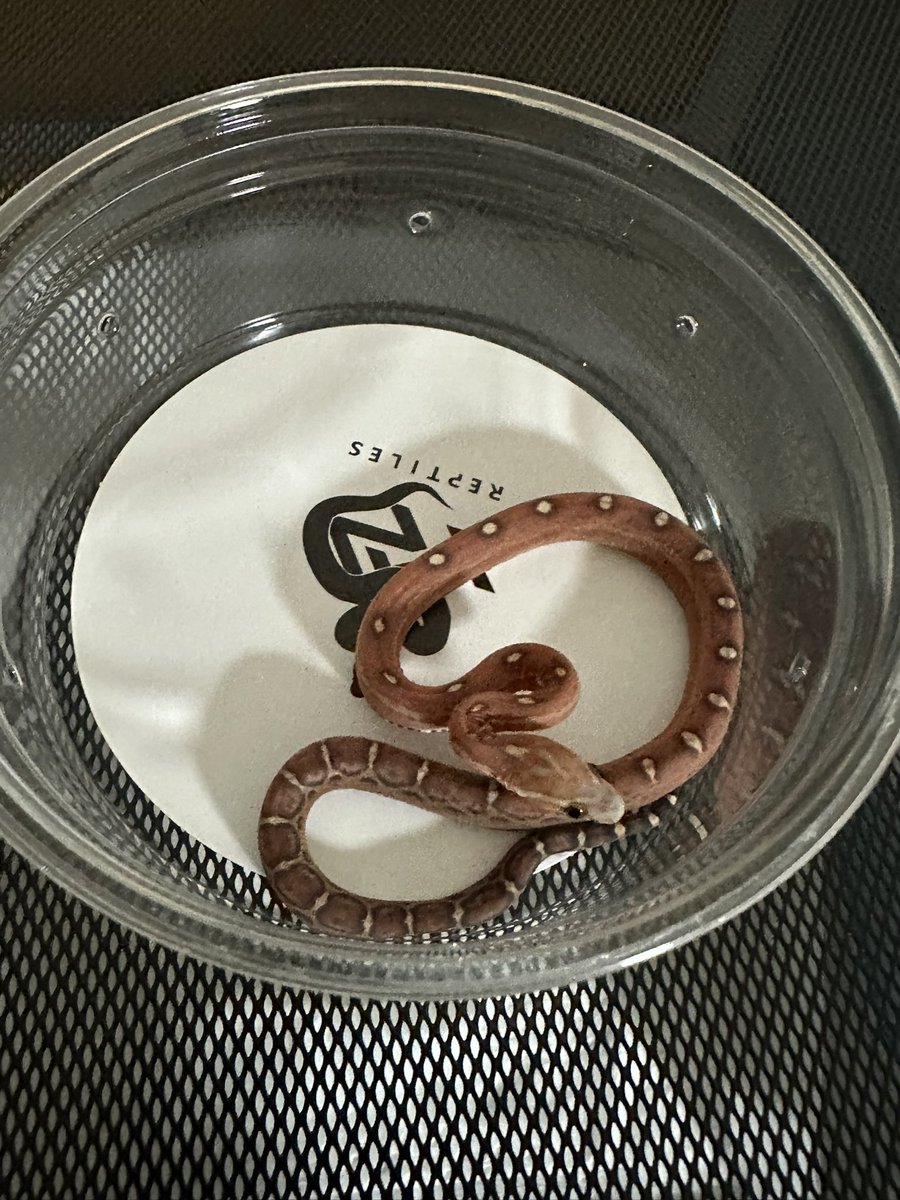 Snake_Gecko777's tweet photo. 東レプにて、
シンレプタイルズ（@SHN_reptiles ）さん
からコーンスネーク 
オケッティモトレースケールレス♀
Satisfactory （@SATISFACTO329 ）さん
からレオパードゲッコー
ブラッドマンダリンレインブルーアンバー♂
お迎えしてきました！
それぞれ特徴があってかわいい！
繁殖もしてみたい🐍🦎 https://t.co/8ahIsdT213