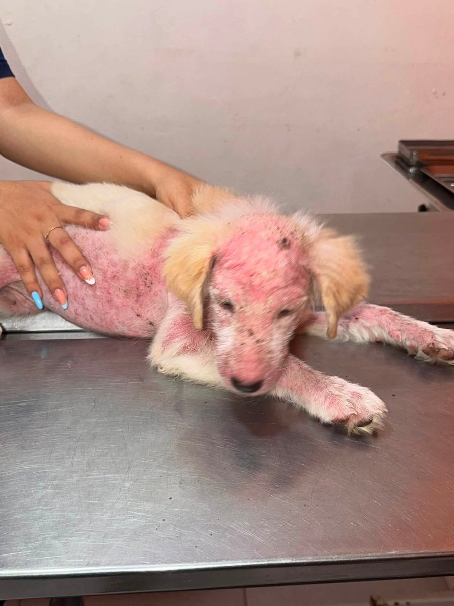 mundopattitas's tweet photo. 🆘🆘 Amigos necesitamos de su ayuda para esta perrita nos reportan que sus dueños la quemaron con agua hirviendo 😞🆘 no entendemos el por qué Por favor urge que la atiendan Quien nos ayuda para que reciba atención 🆘🙏4169160905237138 BanCoppel 🙏 https://t.co/kWX6PYQDdV
