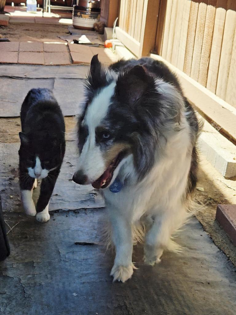 PawsFurLove's tweet photo. Best friends https://t.co/zf7Ee7VgFA