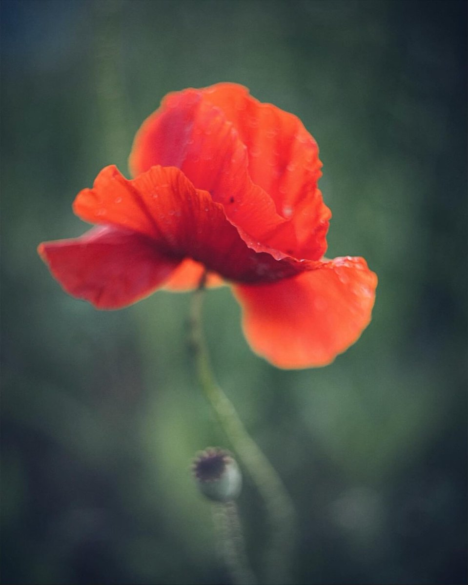 _monica_as's tweet photo. “When the heart speaks, 
the mind finds it indecent to object.”

~ Milan Kundera
𝑇ℎ𝑒 𝑈𝑛𝑏𝑒𝑎𝑟𝑎𝑏𝑙𝑒 𝐿𝑖𝑔ℎ𝑡𝑛𝑒𝑠𝑠 𝑜𝑓 𝐵𝑒𝑖𝑛𝑔
·

© Fennika https://t.co/lv51jjFAI1