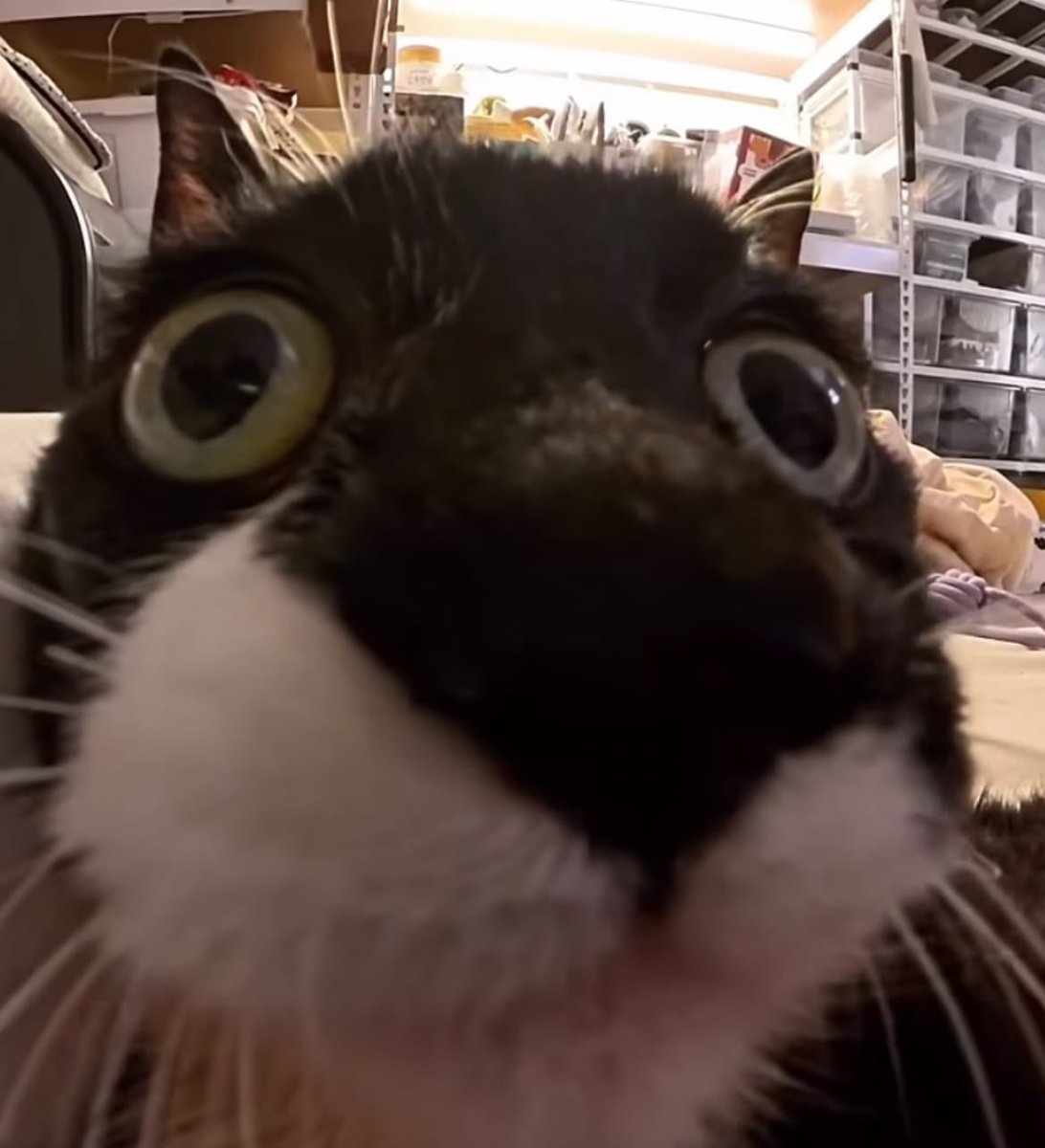 kittyincrisis's tweet photo. just hired myself to stare at you https://t.co/8Ha40IUjtn