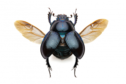 TheCodstir's tweet photo. @FunnyLookingN That's right, they can fly! Well, this particular specimen is too fat to... https://t.co/931YeLVCSp