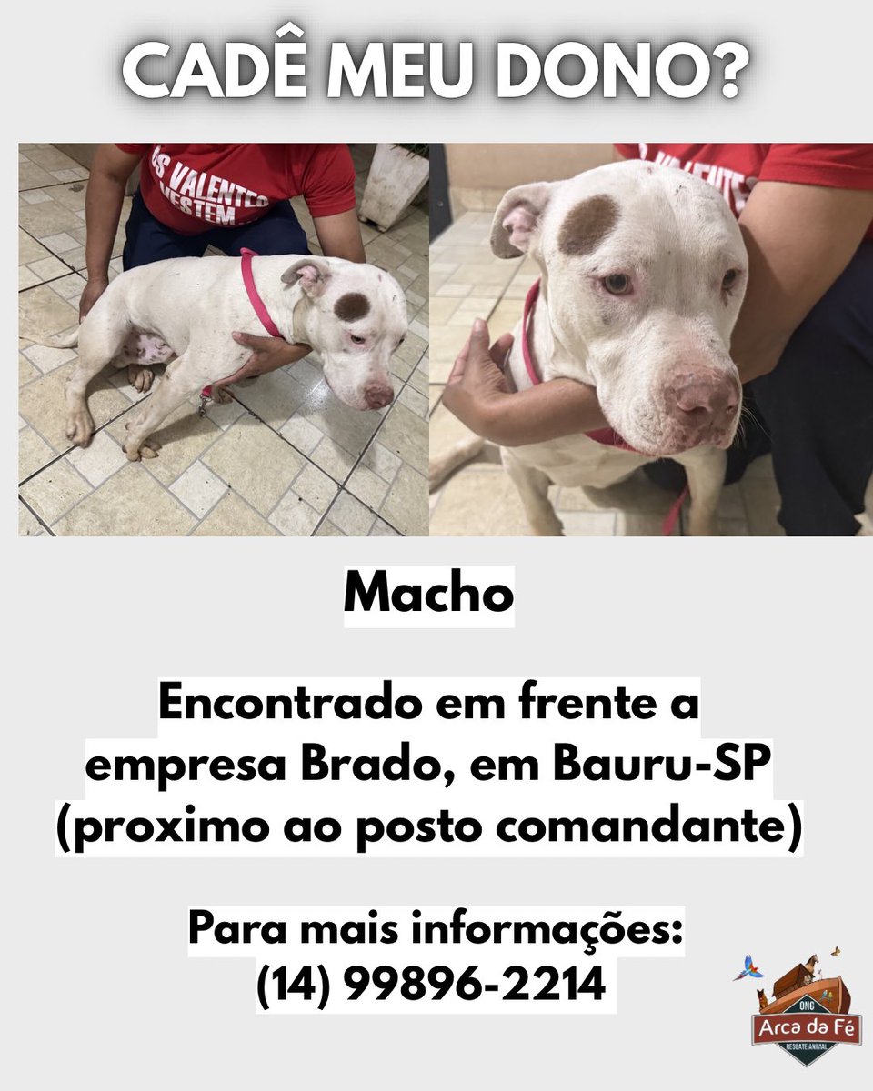DeboraLopesMV's tweet photo. Para mais informações entre em contato conosco através do (14) 99896-2214 

For more information, please contact us at (14) 99896-2214.

#pitbul #cademeudono #cachorroperdido https://t.co/FYyBmqjJvH