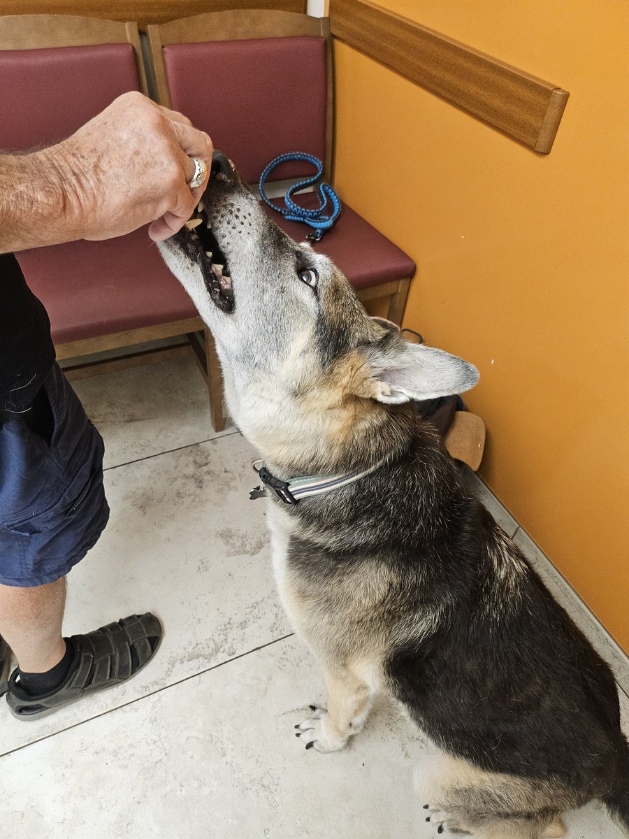 FFurbag95309's tweet photo. @ThrillaRilla369 It seems to be about the same in the moment for me, my boy at the vet 3 weeks ago, 16yo. Clean bill of health. He went to bed like always then didn't get up the next morning.  Was a good boi. Now he's playing with his brother over the rainbow bridge. https://t.co/8gl3dXFbrC