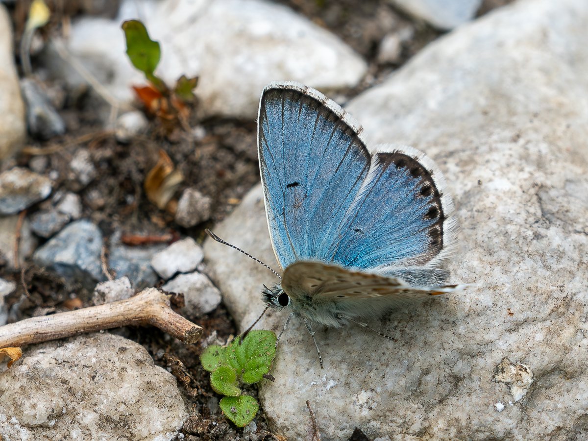 Greenwings's tweet photo. 🚨Confirmed tour🚨 'Butterflies of northern Greece' 🦋

It's a great time to book your places on one of our longest running and exclusive butterfly trips, based at Lake Kerkini in northern Greece.

Find out more &amp; book here...

https://t.co/qY6eh8o7Gi https://t.co/NRAjYFSnbk
