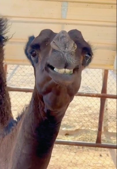 gogogew's tweet photo. @ahm_alnasser 😂😂😂 https://t.co/HDr6Q20p4p