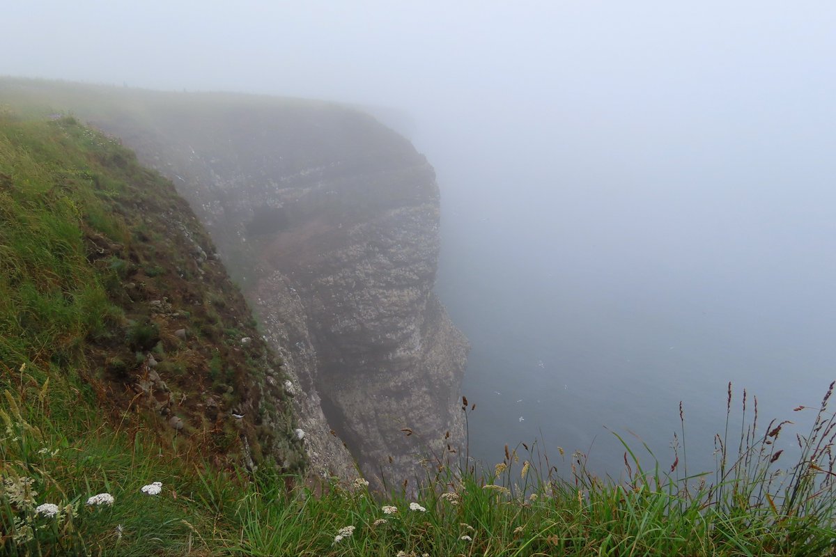 smdavies67's tweet photo. Although the Haar was in it was still a special #seabird experience @RSPBScotland #Fowlsheugh nature reserve today - sight, sounds & smell! Loving the #razorbill with its bright yellow gape at the top of the cliffs.
#seabirds #birds #nature https://t.co/Hv9RbT3Er1