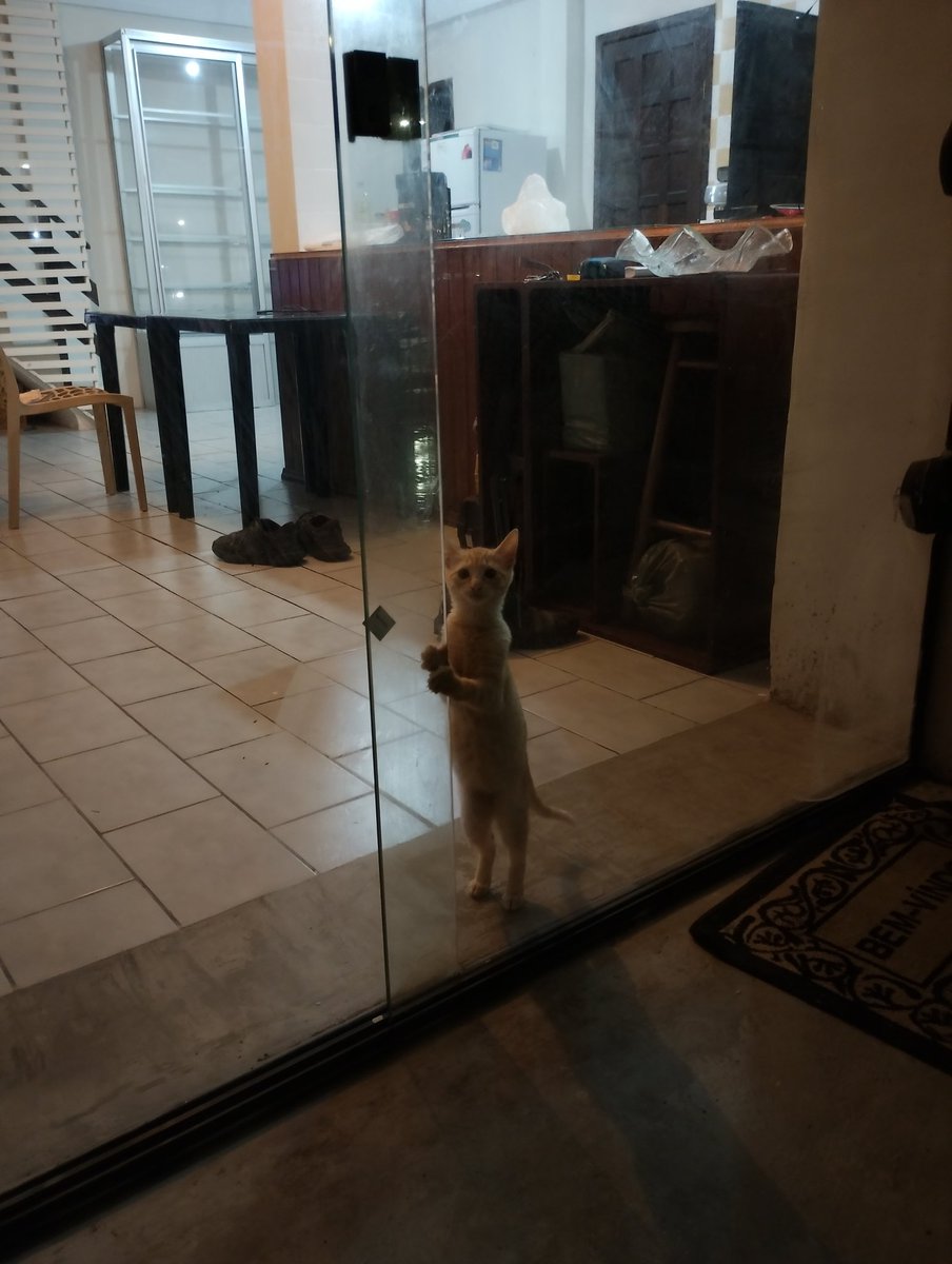 reginabech's tweet photo. O sr deu uma meia para dobby https://t.co/YfExUx1uOs