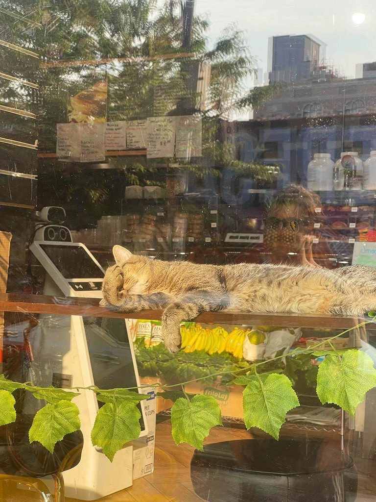shycatbot's tweet photo. bodegacats-3kxkmpegofg2g-0.jpeg https://t.co/fkxsrDxVNG