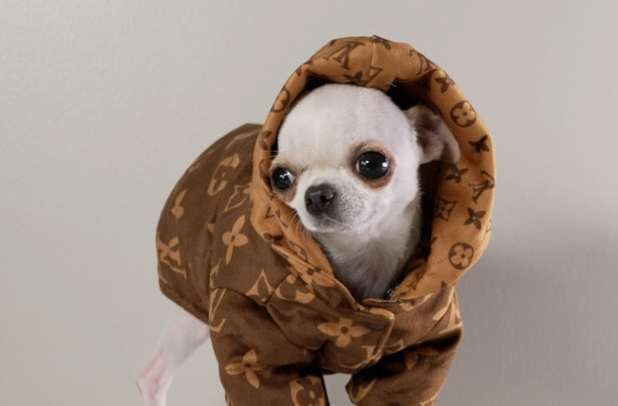 pearlonsolana's tweet photo. wen u realize I'm a Louis Vuitton model too https://t.co/4UhdJx3S00
