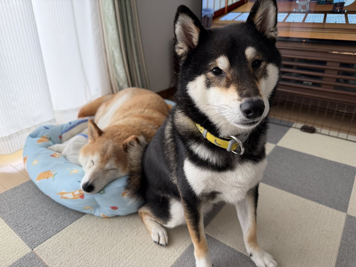 tuckn7's tweet photo. おはよう😃
#柴犬
#柴犬がいる暮らし
#犬好きさんと繋がりたい https://t.co/TCnkHed8zw