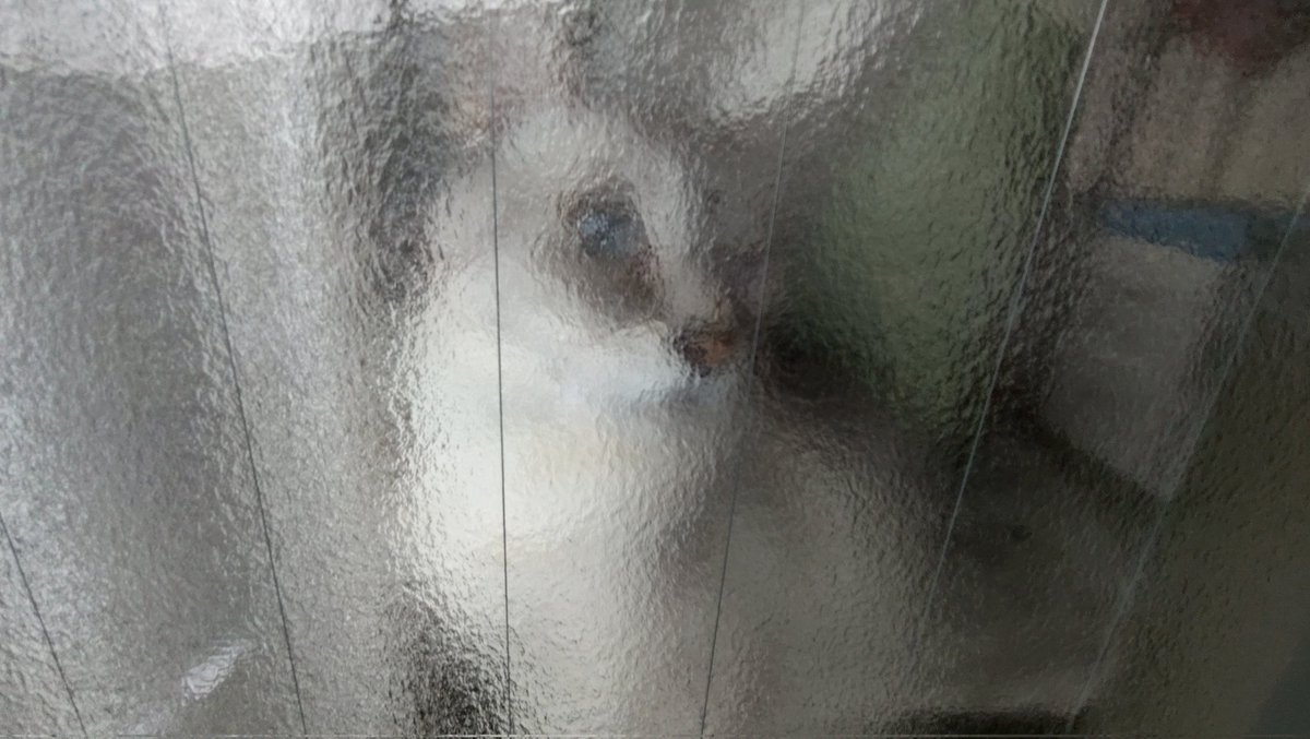 Rula_Sion's tweet photo. おはようございます☁
ガラス越しの息子です。
#猫のいる暮らし𓏲𓎨
#キジ白
#シャムトラ https://t.co/MaGGBmDbAw