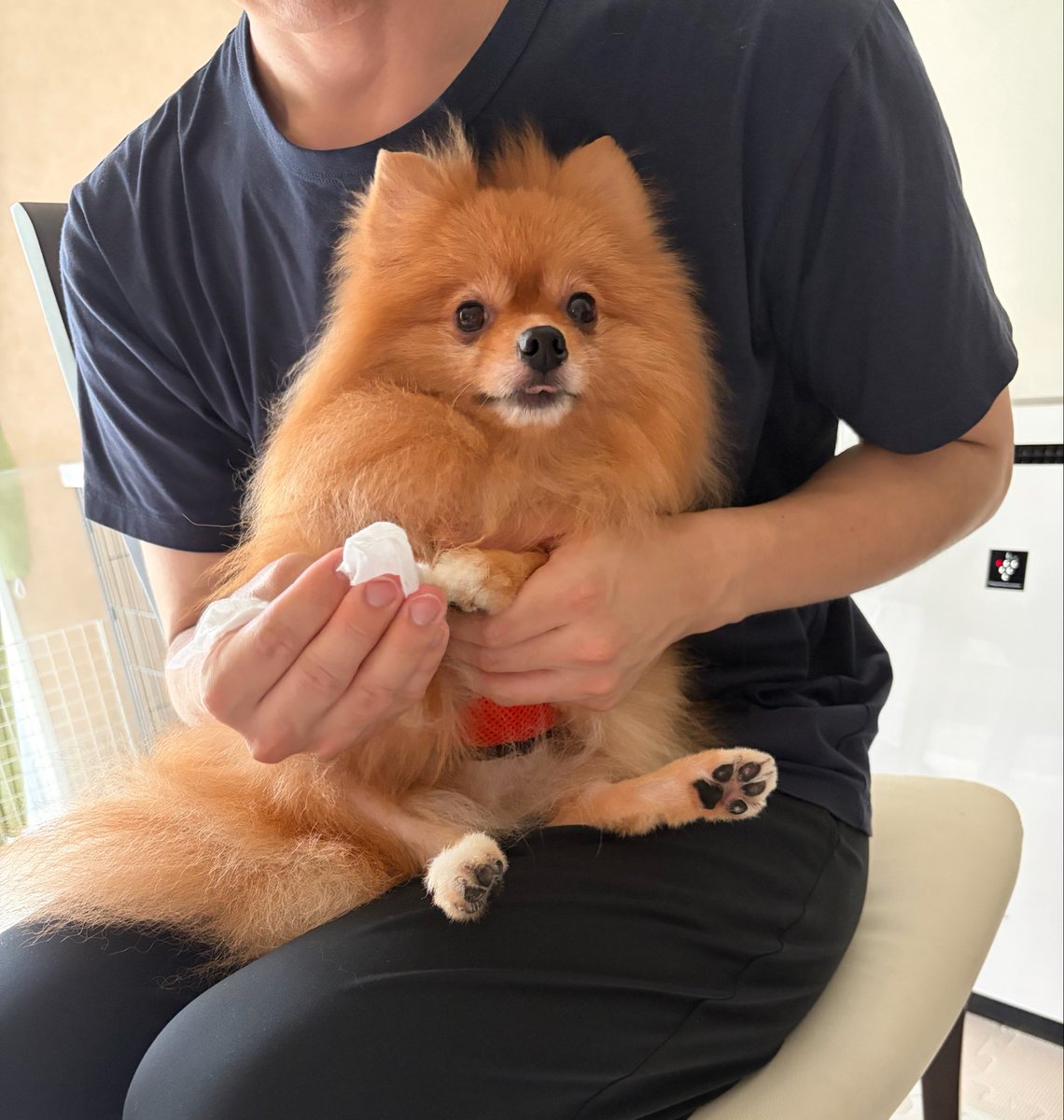 rikanoado's tweet photo. おさんぽがおわって、丁寧におててを拭いてさしあげております🦊

一枚目、ベロがちょろっと出て
んべっ。ってなっております🦊 https://t.co/27PJdcMB55
