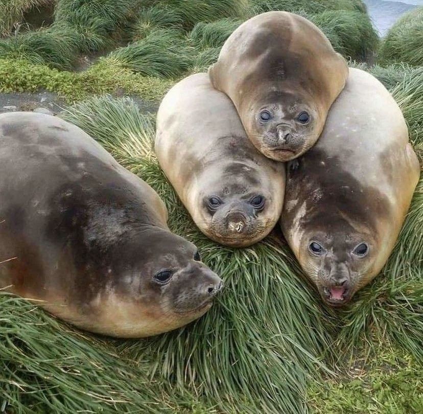 equine__dentist's tweet photo. join me in the seal pile https://t.co/jXjABMZPVk