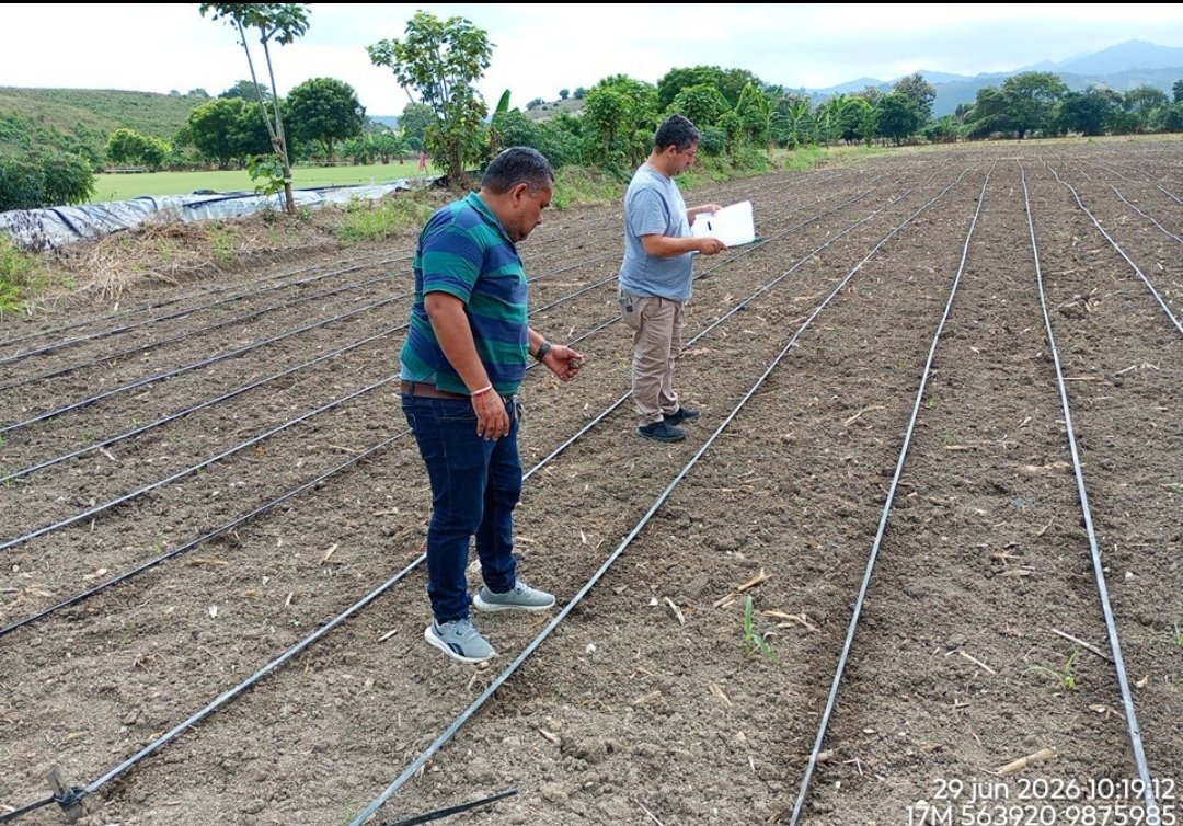 Agricultura_CZ4's tweet photo. #Manabí | Técnicos de la Unidad de Semillas, realizan la primera inspección en lotes de siembra de maíz 🌽 amarillo duro, de la empresa Proman en #Portoviejo, se evalúa si el terreno cumple con las condiciones opitimas antes de iniciar la siembra. 🇪🇨
#GobiernoDelEcuador https://t.co/2eE7jzUXm1