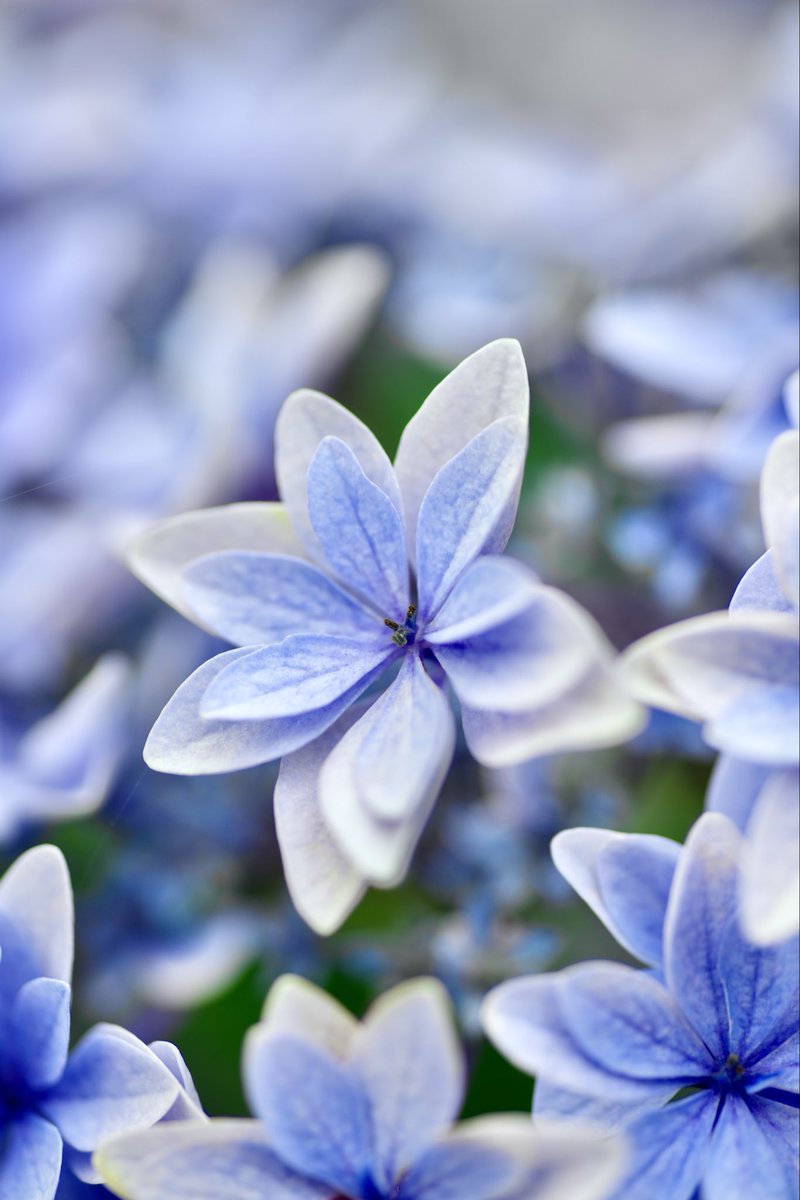 ✳︎flower✳︎様 flower