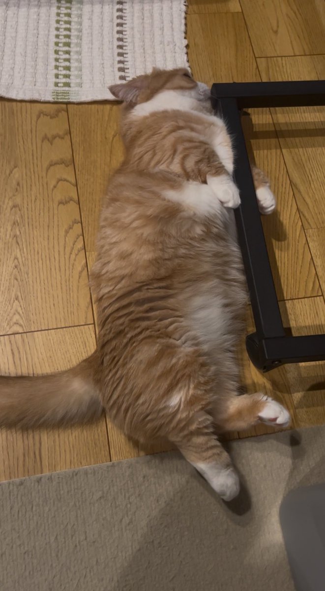 猫のいる生活