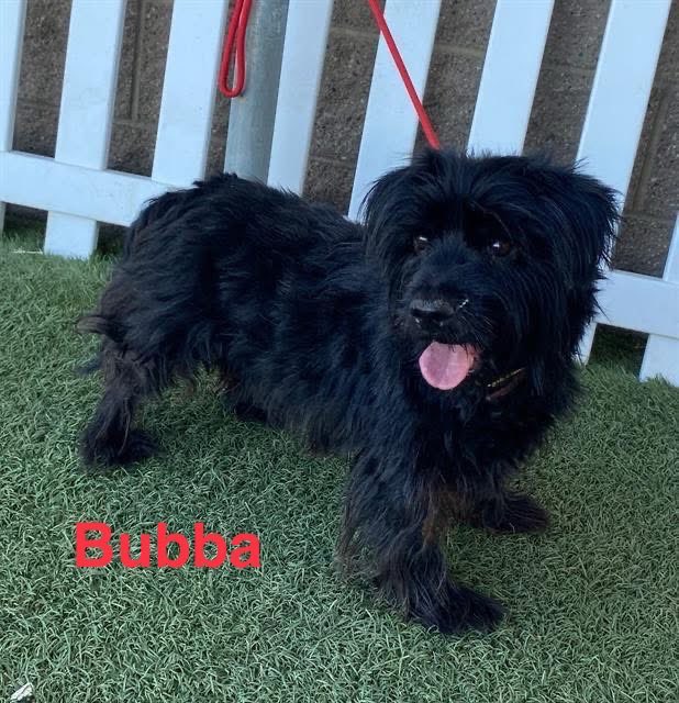 luv2laugh12's tweet photo. Slate & Bubba are still alive; they were extended to tomorrow at 6:30 a.m. if anyone can save them! 🙏🐾

Shelter is closing soon today; after that they can only be saved if tagged by a rescue (which requires an interested foster or adopter). There are multiple rescues interested in helping if someone can foster. Out of state adoption can be done via a rescue. 

At SASA in Modesto, CA.