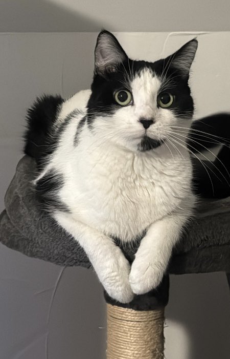 _ambredgt_'s tweet photo. 🚨 CHAT PERDU – SNOW 🚨

Mon chat Snow s’est sauvé à Picquigny, a 20 minutes d’Amiens, en face du Carrefour Contact.

Snow a 3 ans et demi, c’est un chat européen noir et blanc. 

Il est pucé. Il ne sort jamais. Il est tout gentil, mais très peureux. ⬇️ https://t.co/C7X2xeFZli