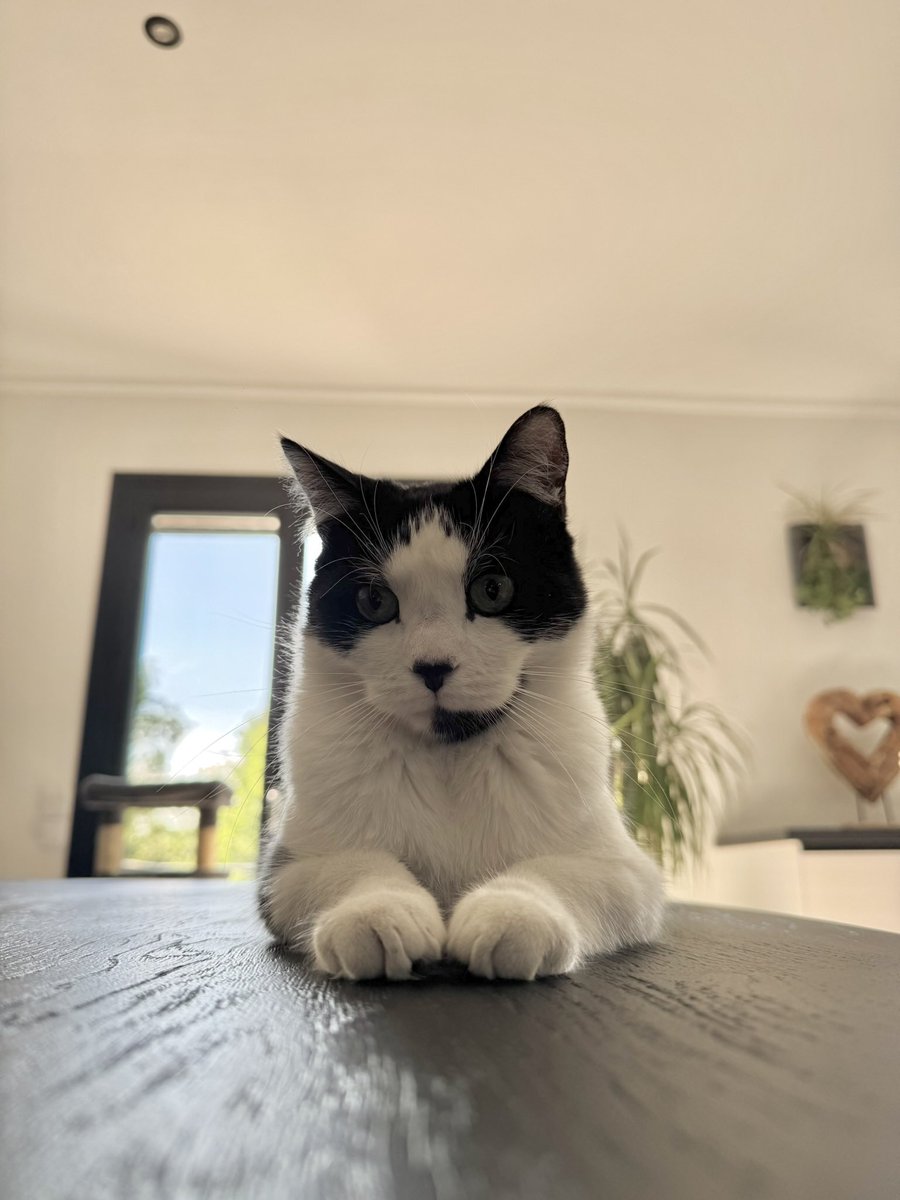 _ambredgt_'s tweet photo. 🚨 CHAT PERDU – SNOW 🚨

Mon chat Snow s’est sauvé à Picquigny, a 20 minutes d’Amiens, en face du Carrefour Contact.

Snow a 3 ans et demi, c’est un chat européen noir et blanc. 

Il est pucé. Il ne sort jamais. Il est tout gentil, mais très peureux. ⬇️ https://t.co/C7X2xeFZli