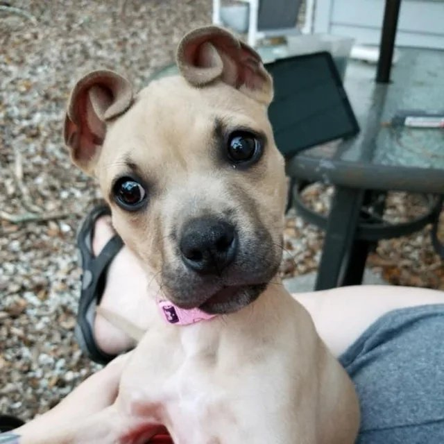 AcervoCharts's tweet photo. Conheça Cinnamon, a cachorrinha que viralizou por suas orelhas enroladas que lembram rolinhos de canela. https://t.co/4XfjA1YydQ